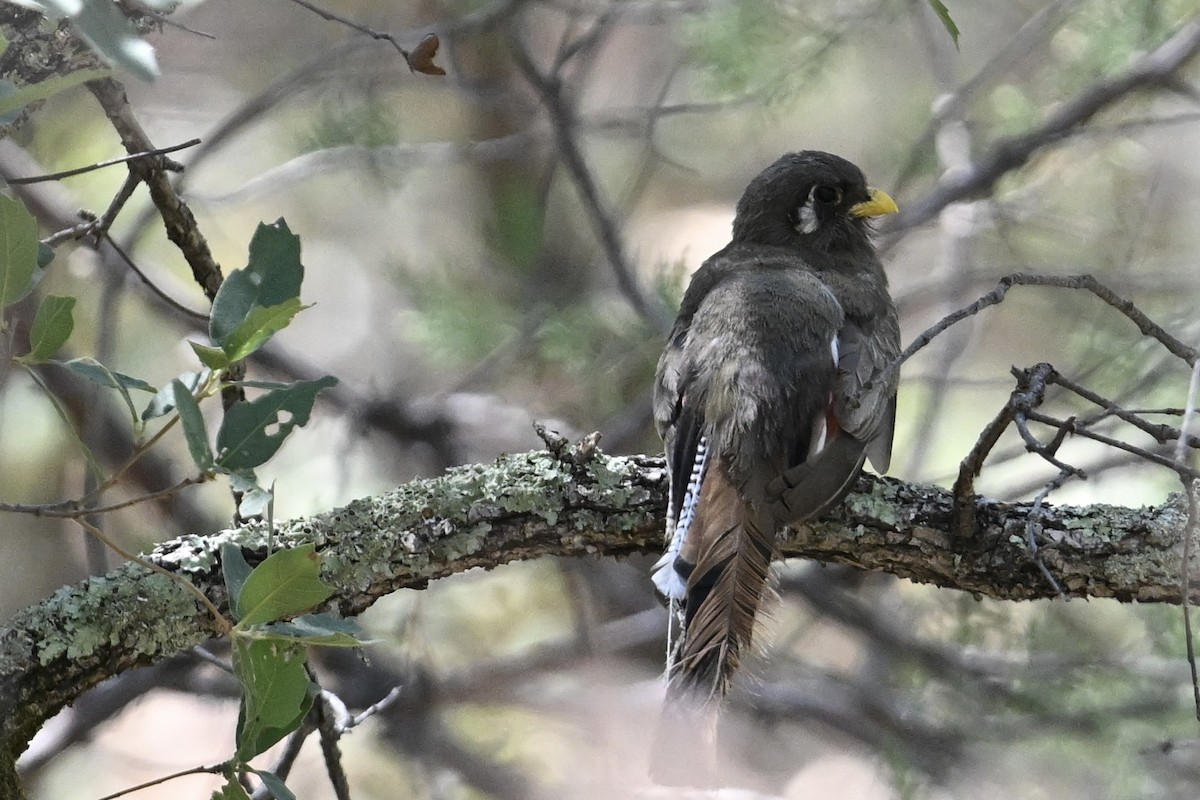 Elegant Trogon - ML640014517