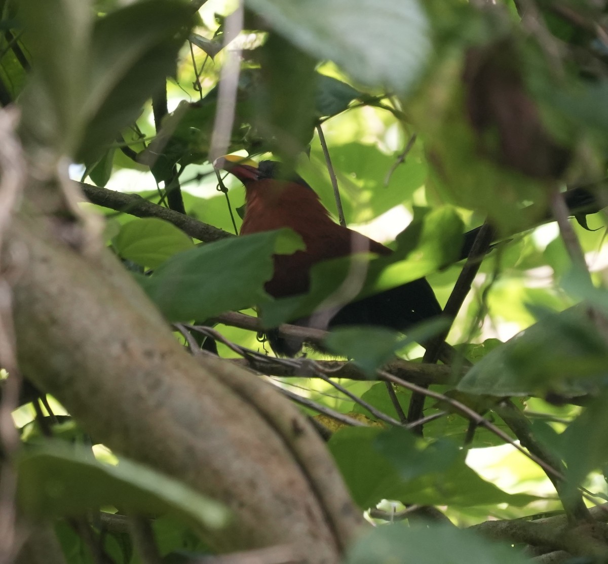 Yellow-billed Malkoha - ML640014525