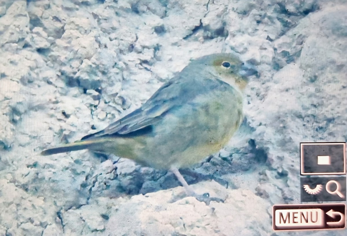 Greenish Yellow-Finch - ML640014542