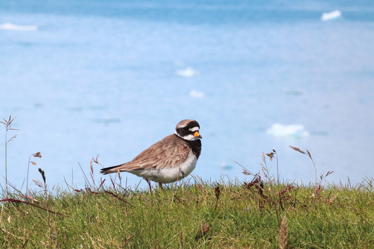 Common Ringed Plover - ML640014603