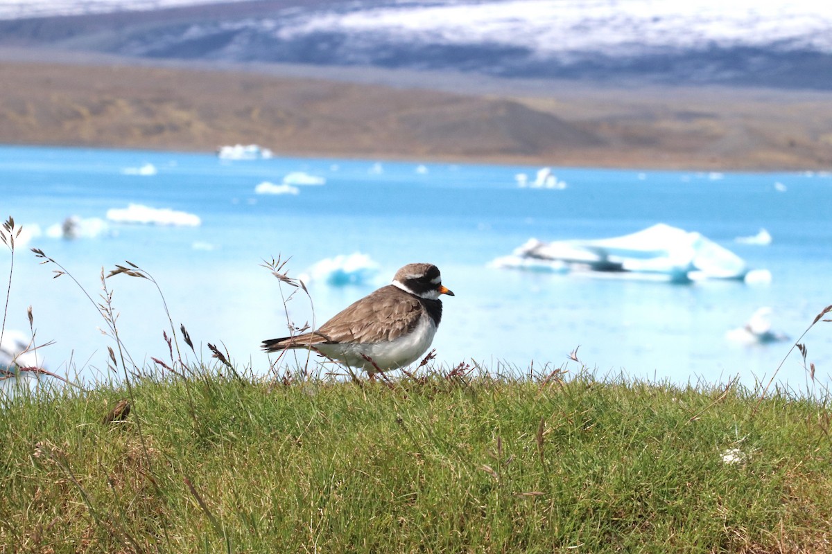 Common Ringed Plover - ML640014604