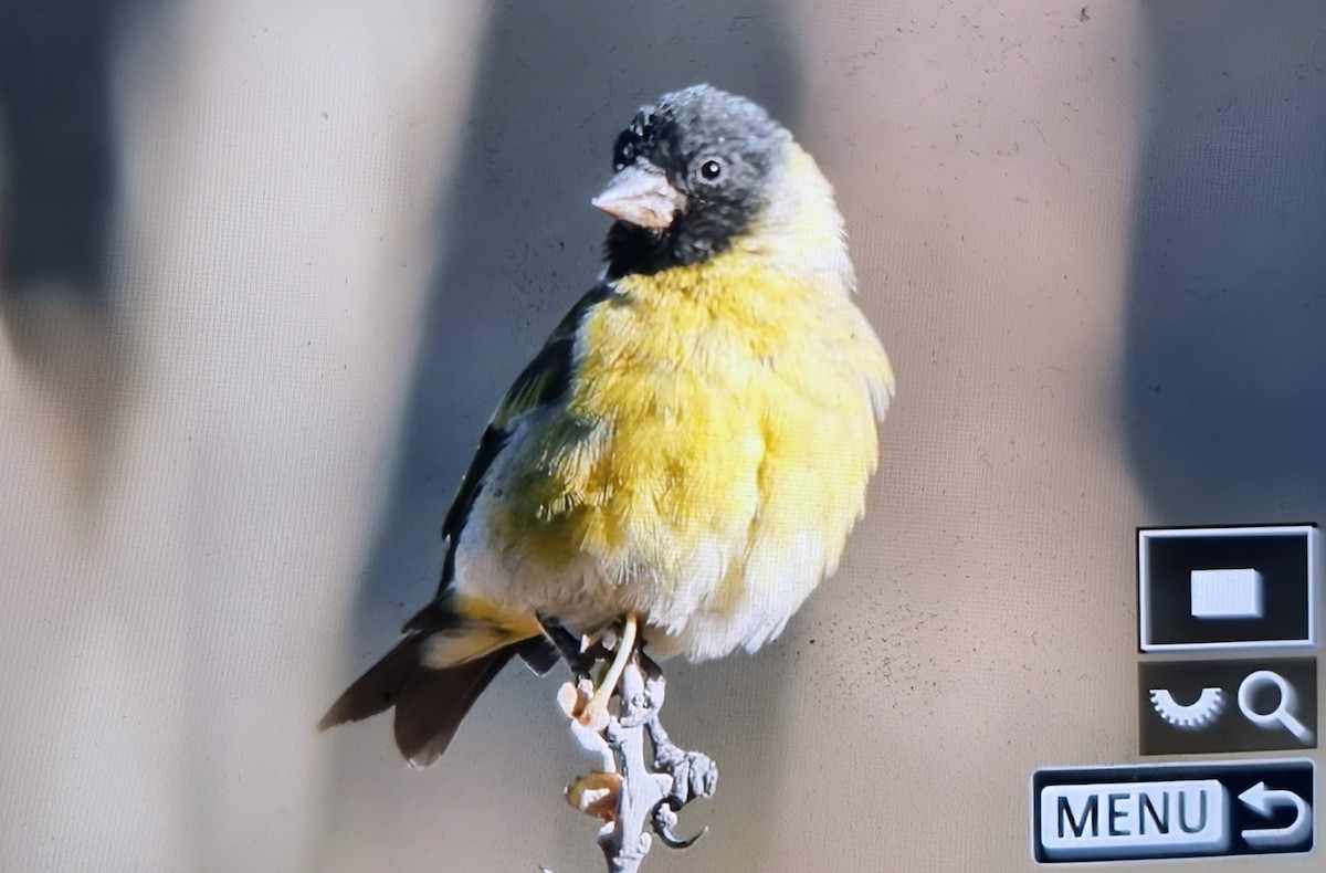 Thick-billed Siskin - ML640014653