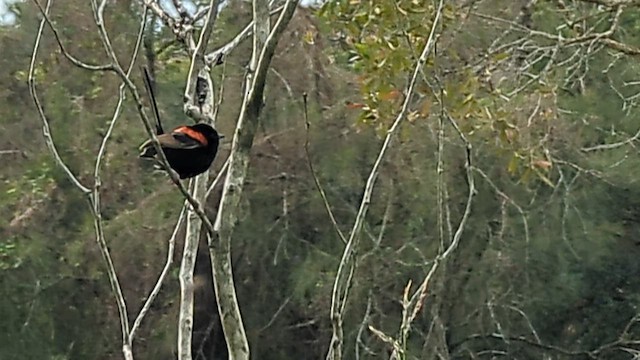 Red-backed Fairywren - ML640014672