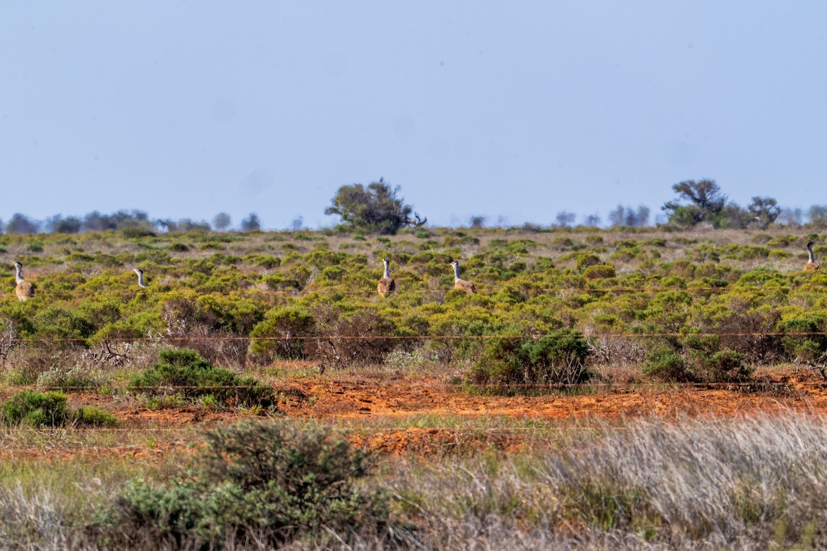 Australian Bustard - ML640014674