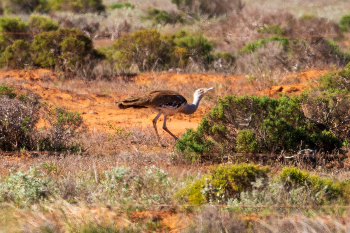 Australian Bustard - ML640014675