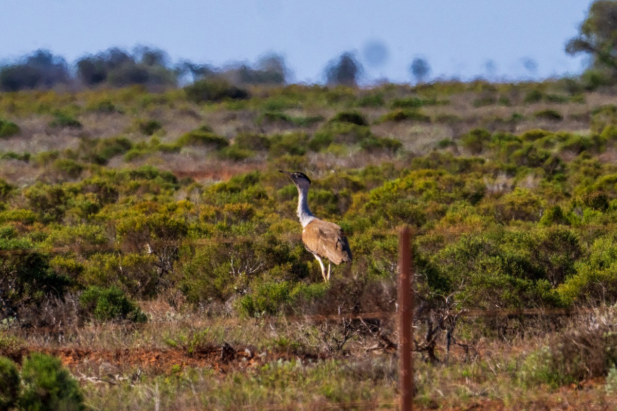 Australian Bustard - ML640014676
