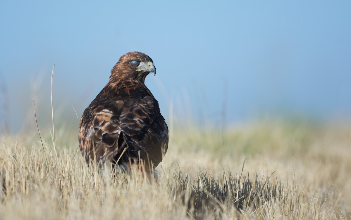 Red-tailed Hawk - ML640014714