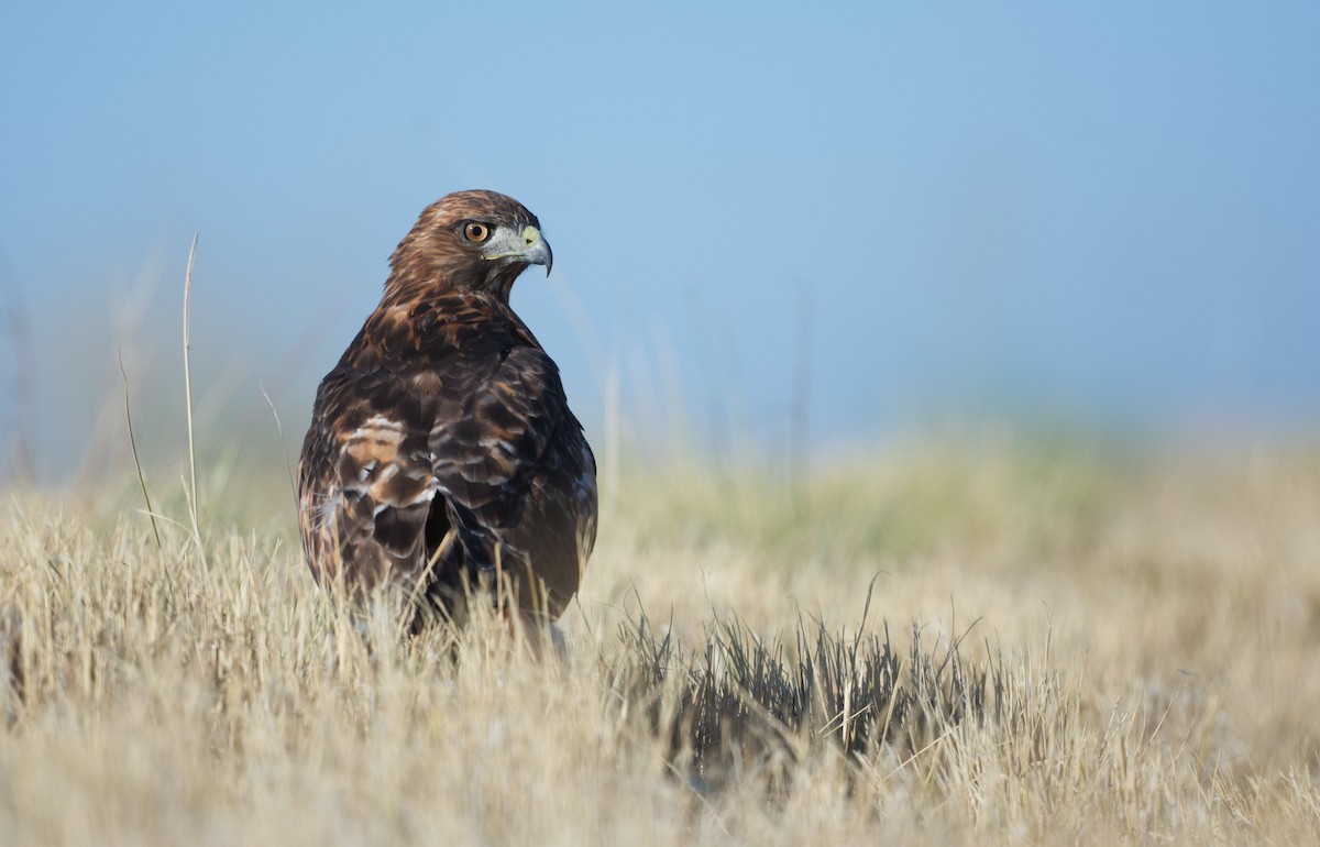 Red-tailed Hawk - ML640014715