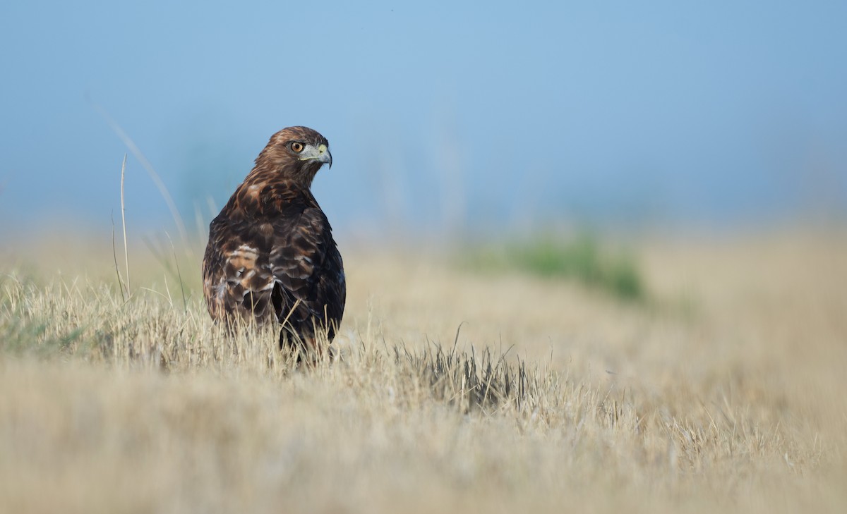 Red-tailed Hawk - ML640014716