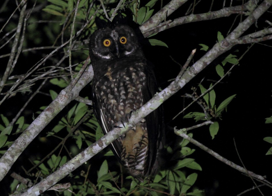Stygian Owl - ML640014728