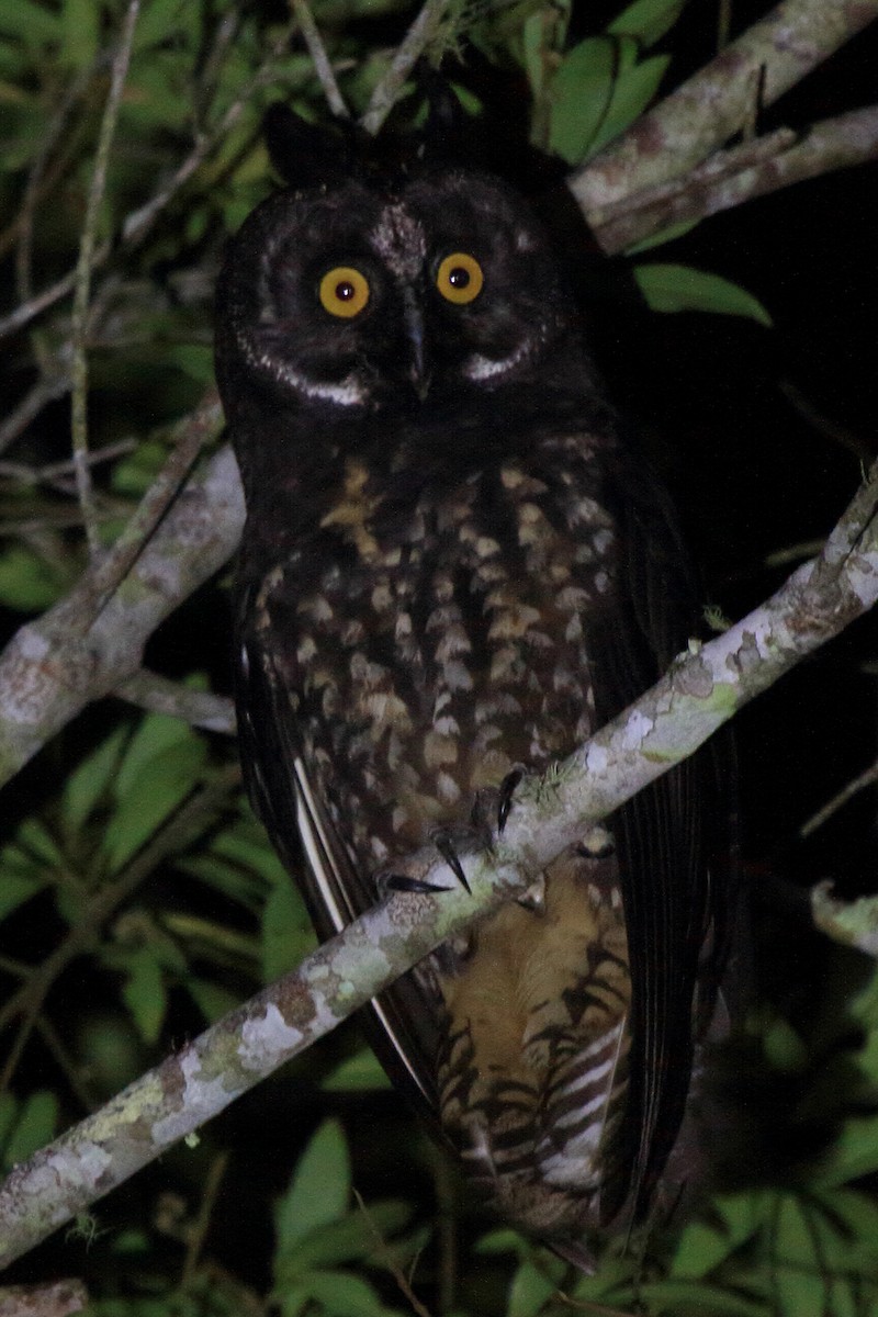 Stygian Owl - ML640014730