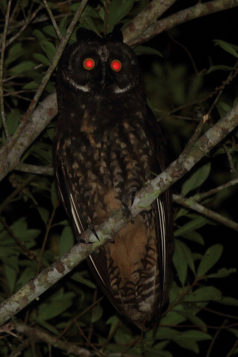Stygian Owl - ML640014731