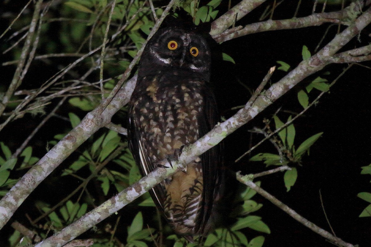 Stygian Owl - ML640014733