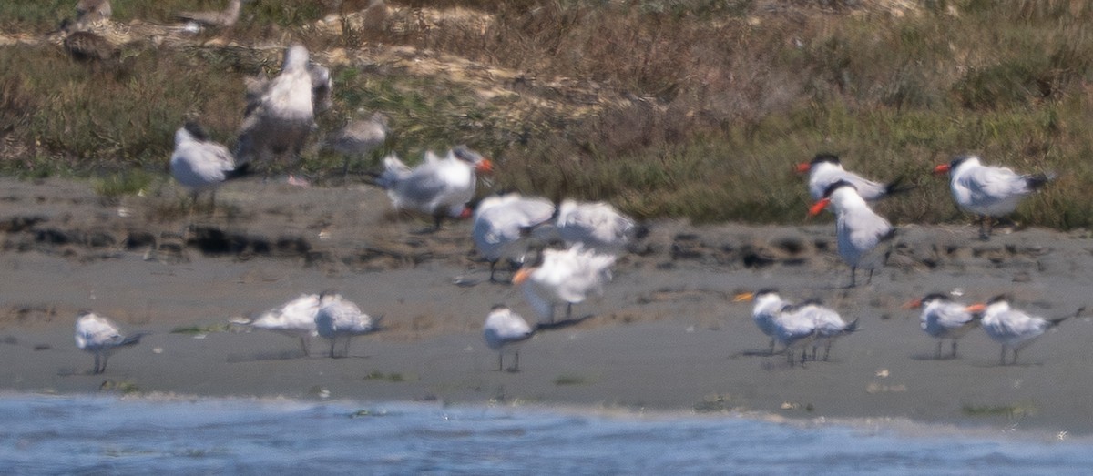 Elegant Tern - ML640014750