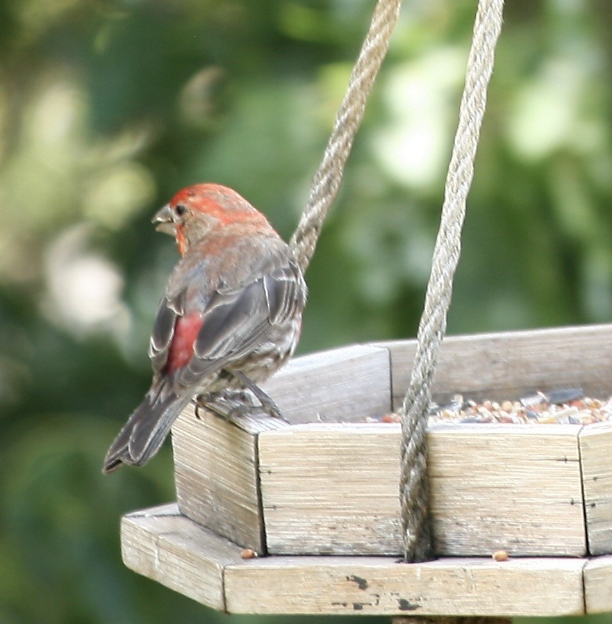 House Finch - ML640014751