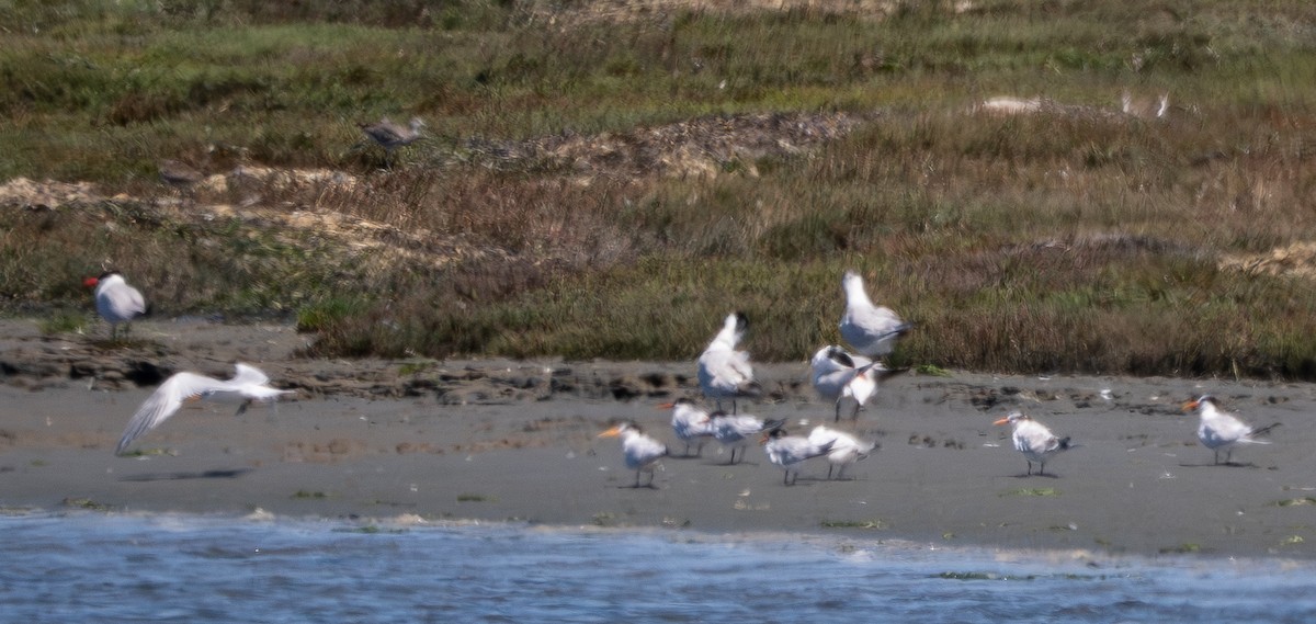 Elegant Tern - ML640014764