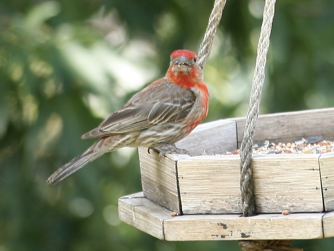 House Finch - ML640014766