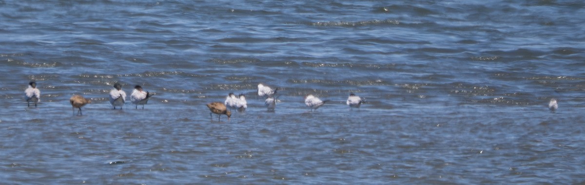 Elegant Tern - ML640014769