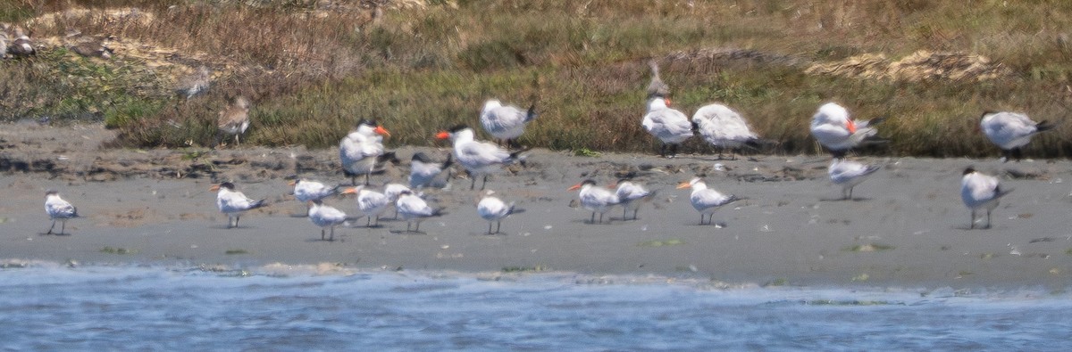 Elegant Tern - ML640014776