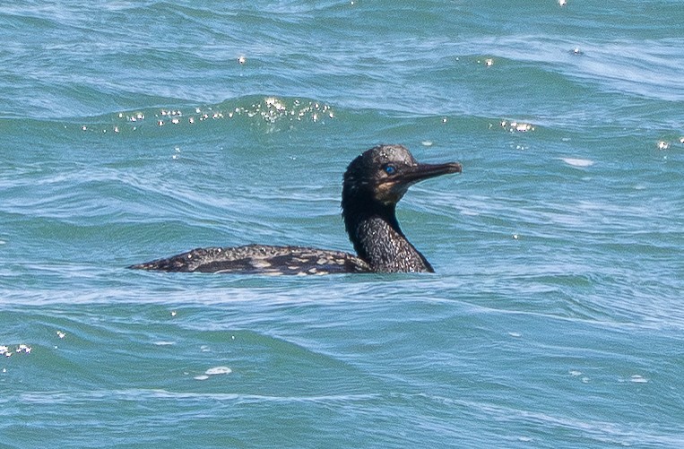 Brandt's Cormorant - ML640014790