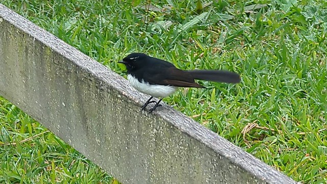 Willie-wagtail - ML640014869