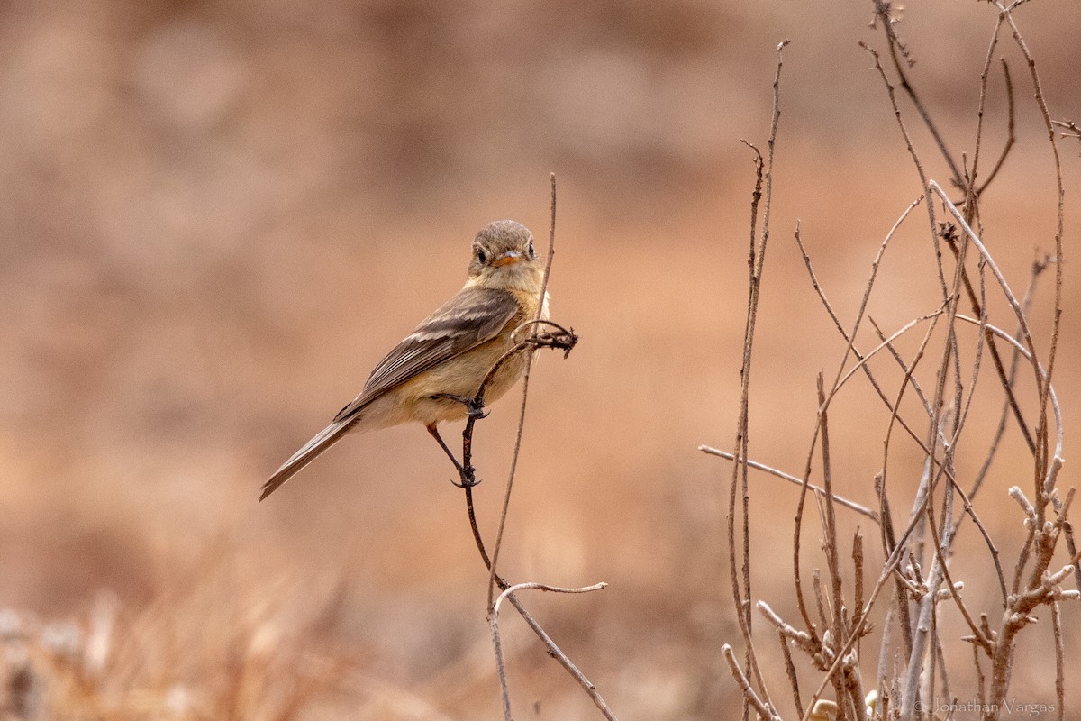 Buff-breasted Flycatcher - ML640014879