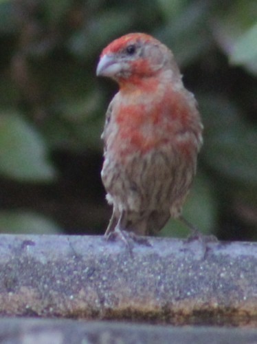 House Finch - ML640014905