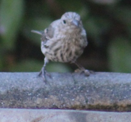 House Finch - ML640014907