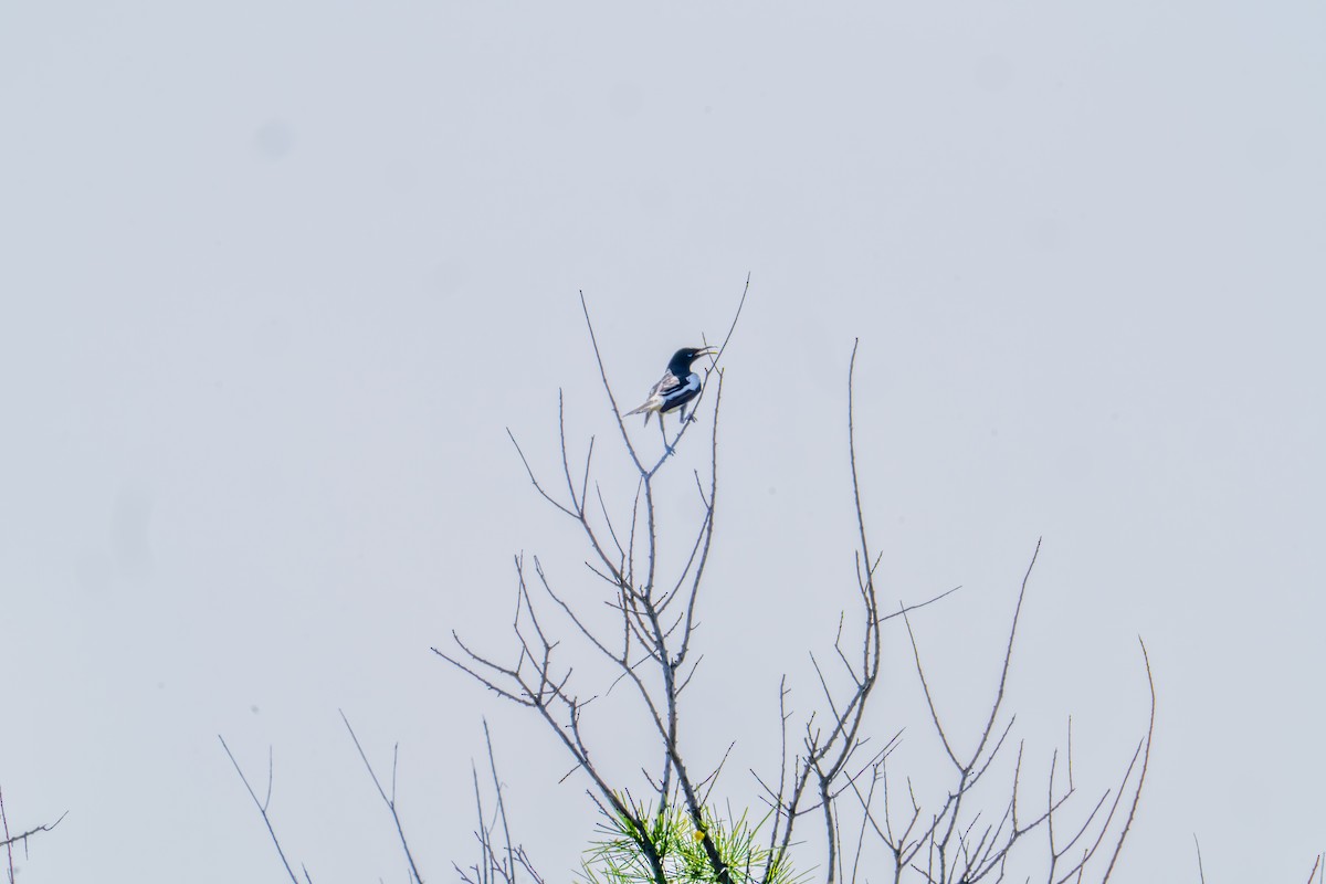 Pied Honeyeater - ML640014956