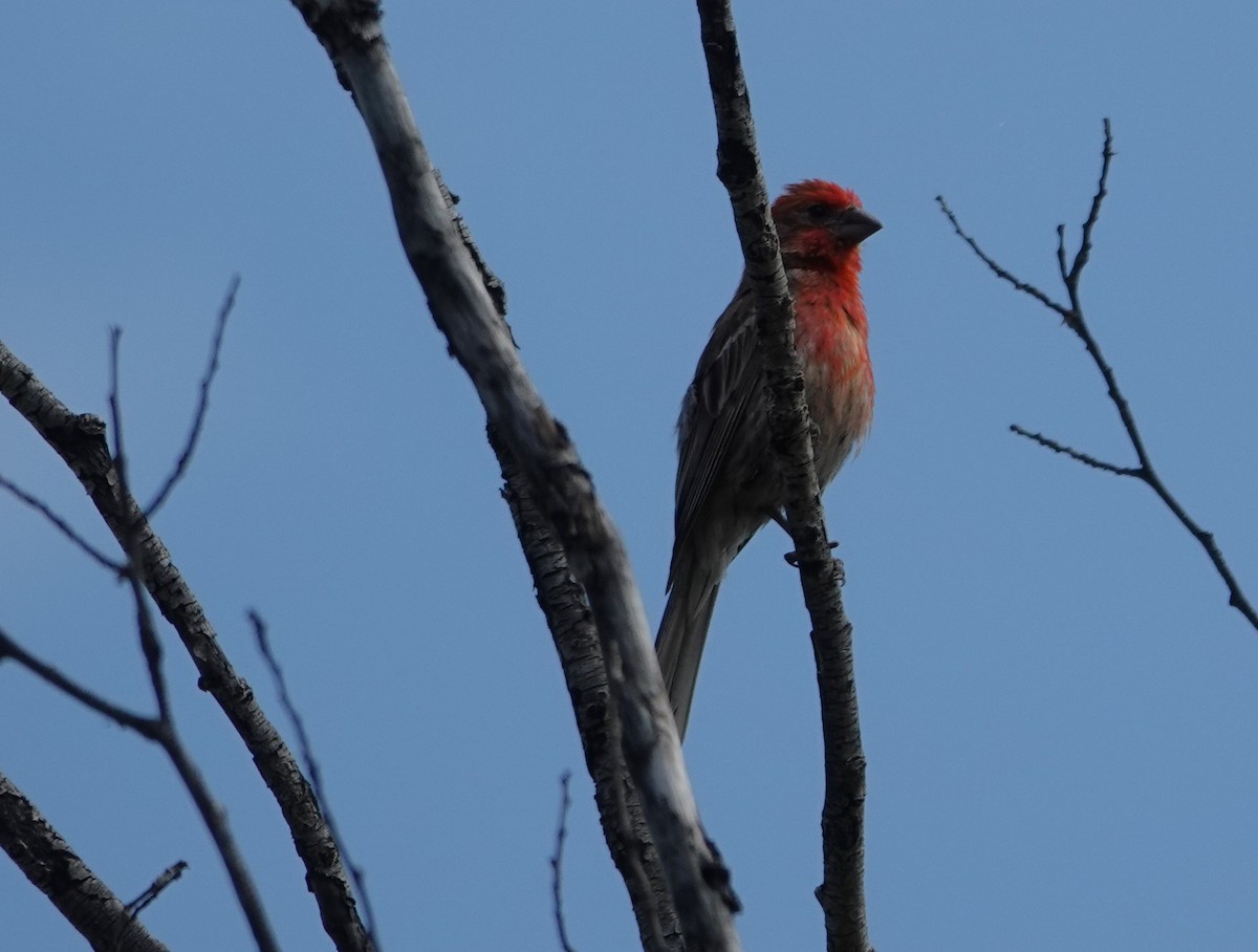 House Finch - ML640015049