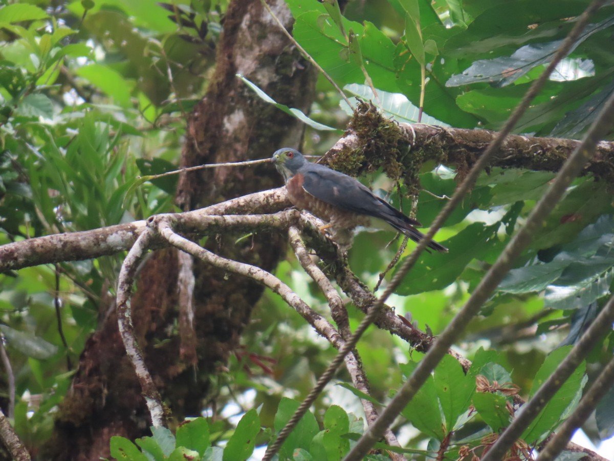 Double-toothed Kite - ML640015055