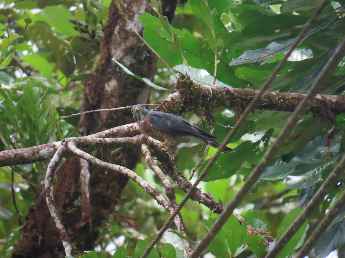 Double-toothed Kite - ML640015059