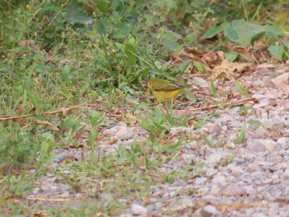 Paruline jaune (groupe aestiva) - ML640015073