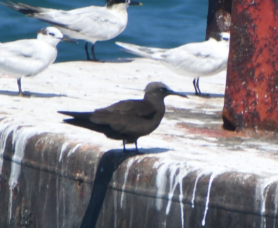 Brown Noddy - ML640015105