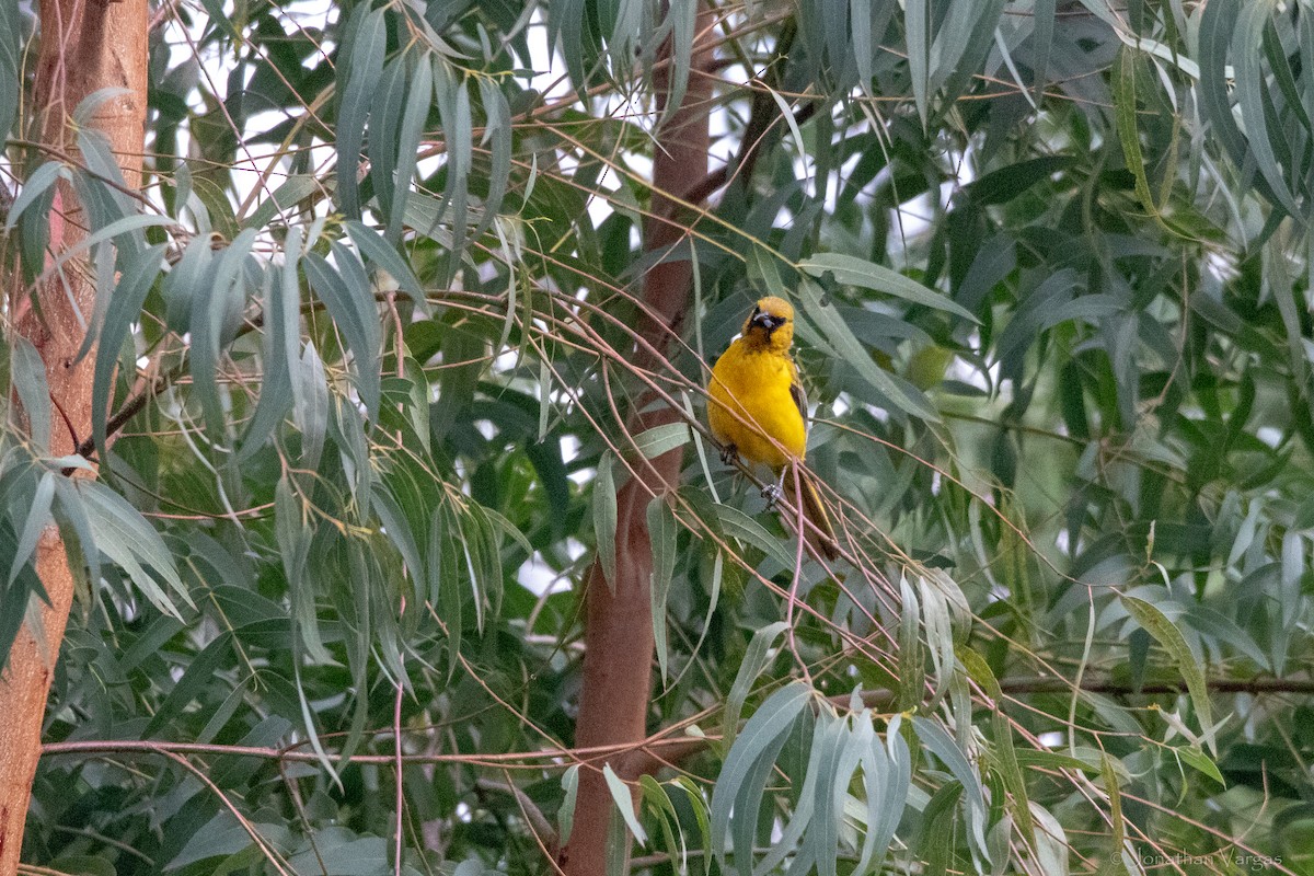 Black-vented Oriole - ML640015200