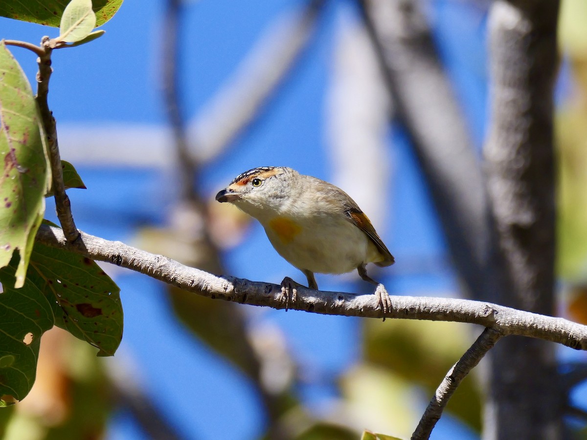 Red-browed Pardalote - ML640015211