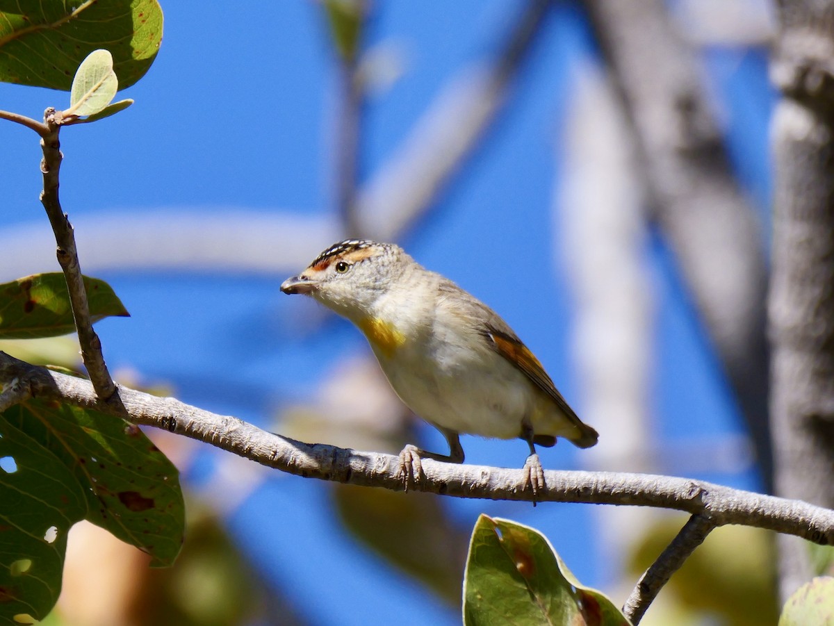 Red-browed Pardalote - ML640015212