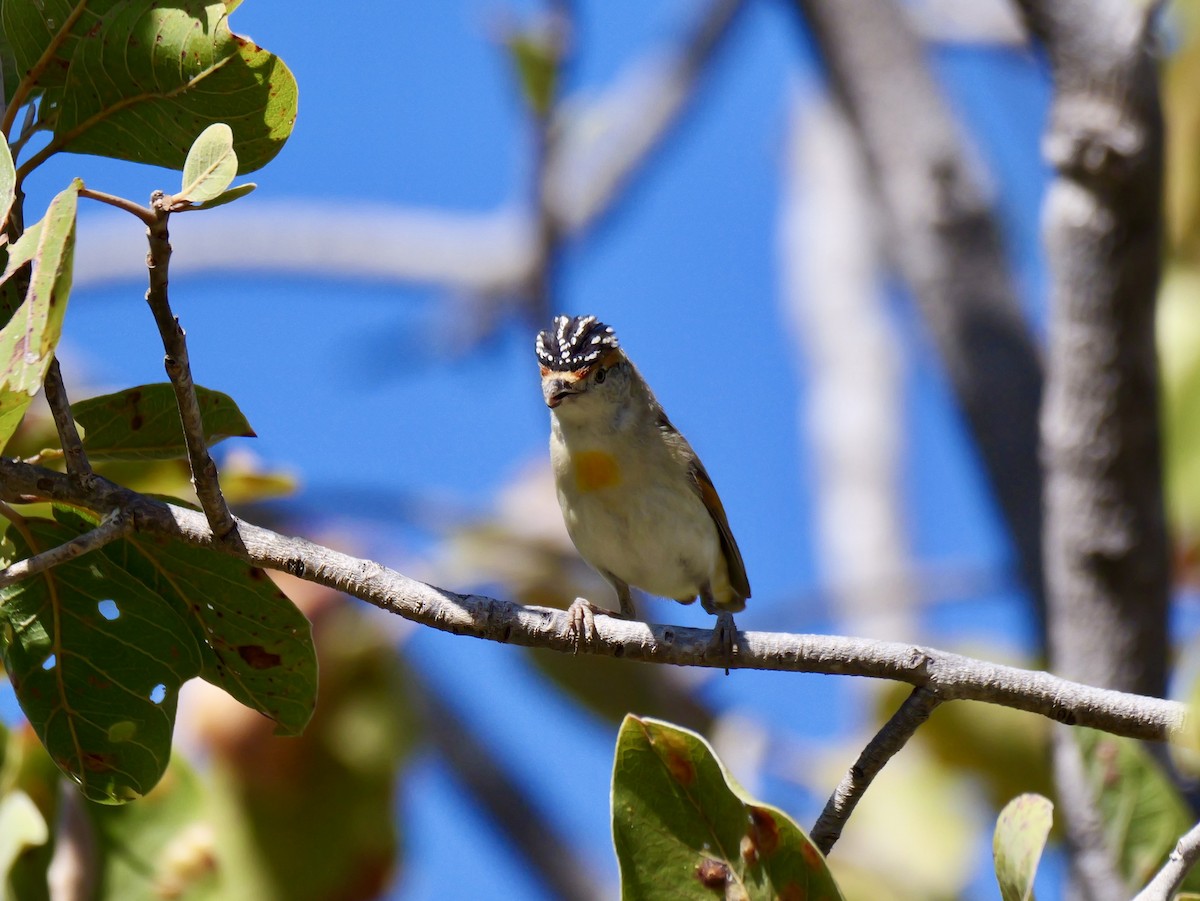 Red-browed Pardalote - ML640015213