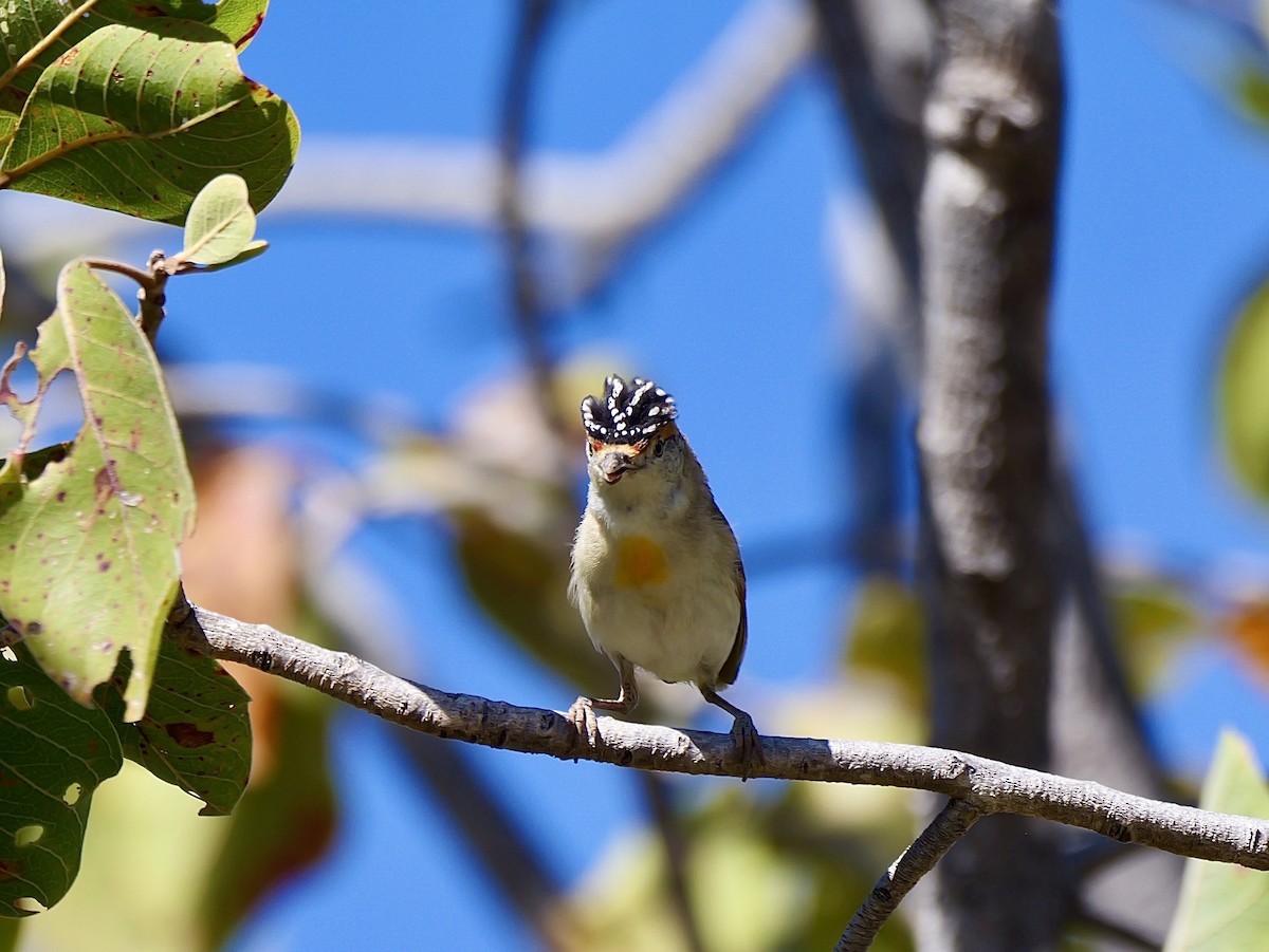 Red-browed Pardalote - ML640015215