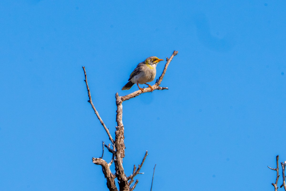 Yellow-throated Miner - ML640015283