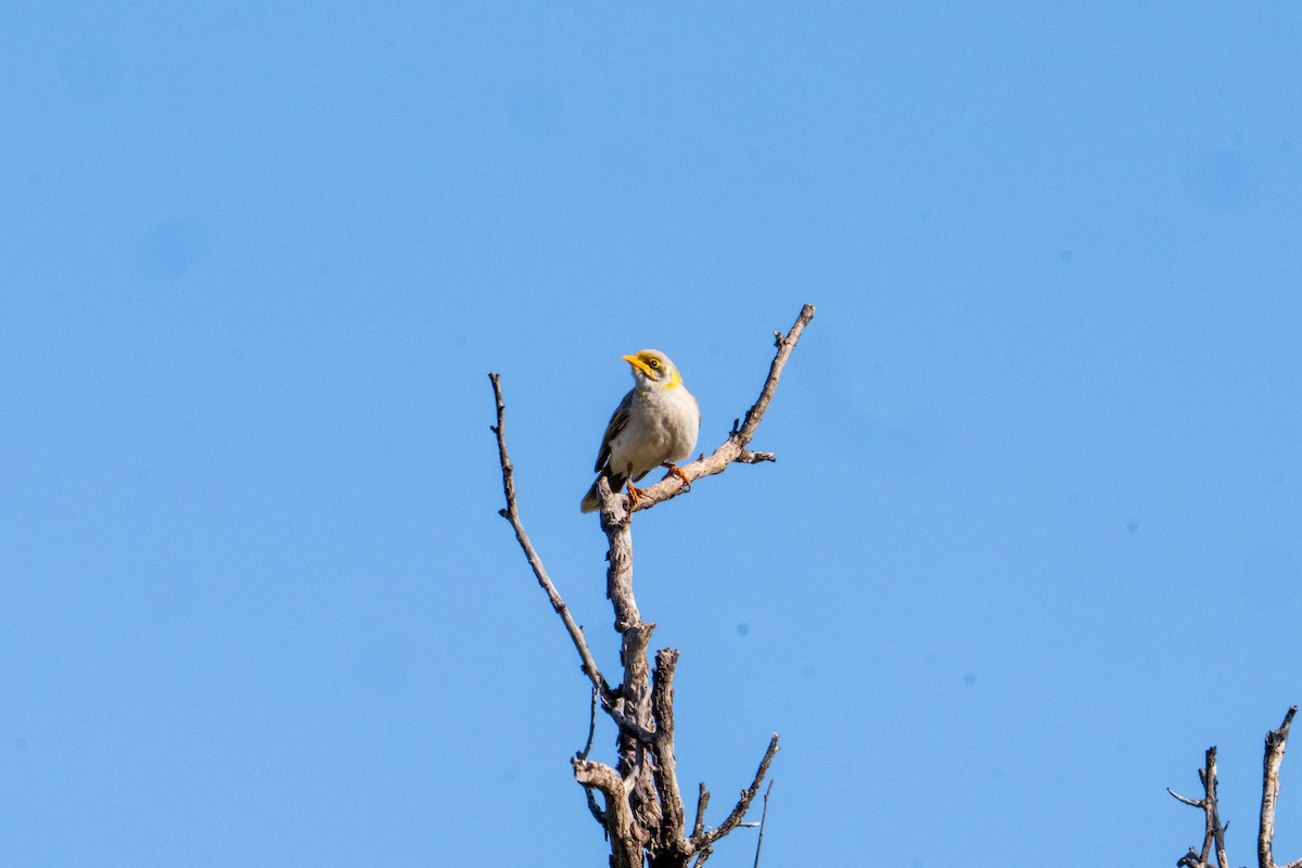 Yellow-throated Miner - ML640015284