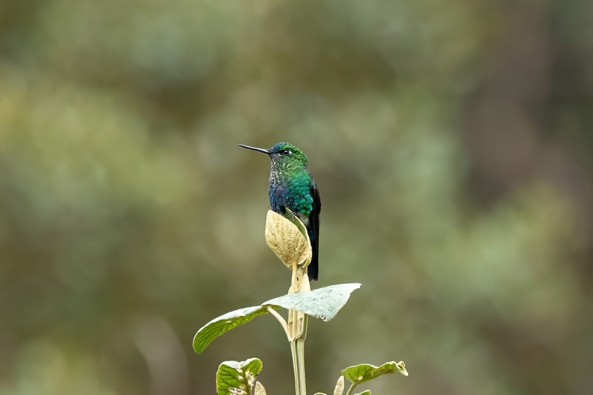 Sapphire-vented Puffleg - ML640015291