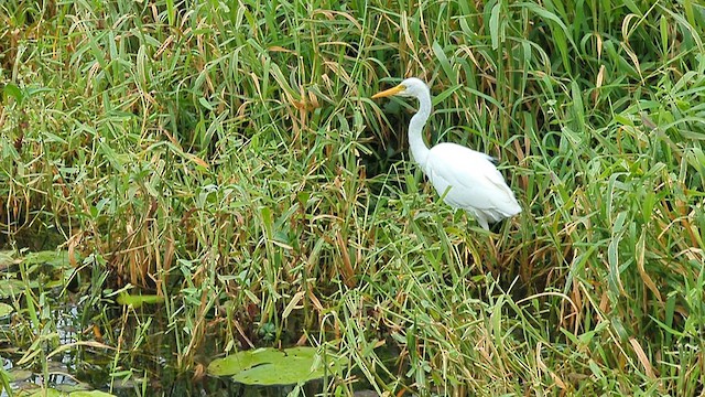 Plumed Egret - ML640015298