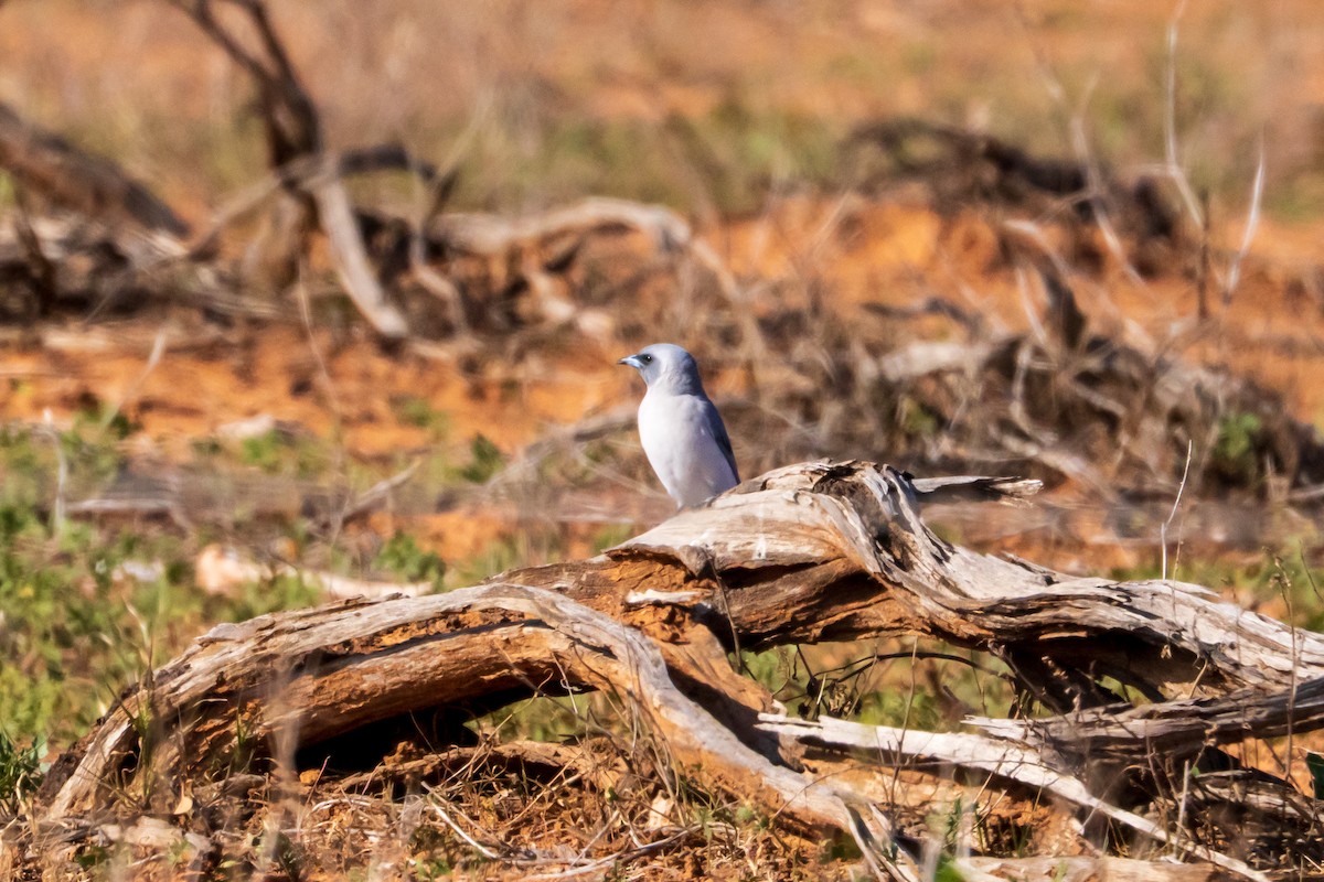 Masked Woodswallow - ML640015321