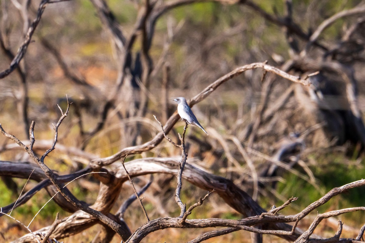 Masked Woodswallow - ML640015322
