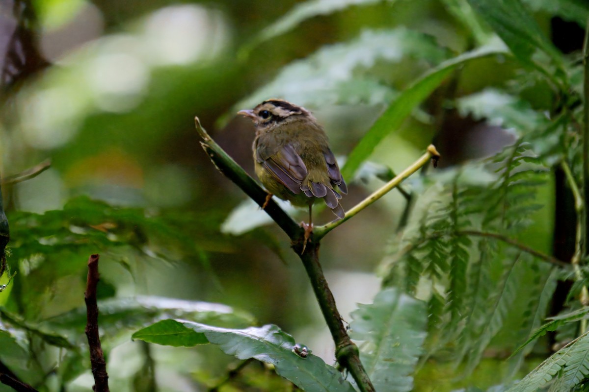 Costa Rican Warbler - ML640015328