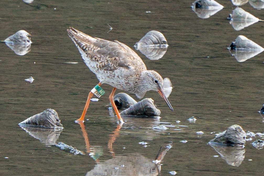 赤足鷸 - ML640015356