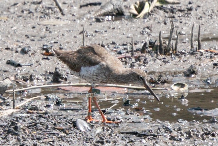 赤足鷸 - ML640015357