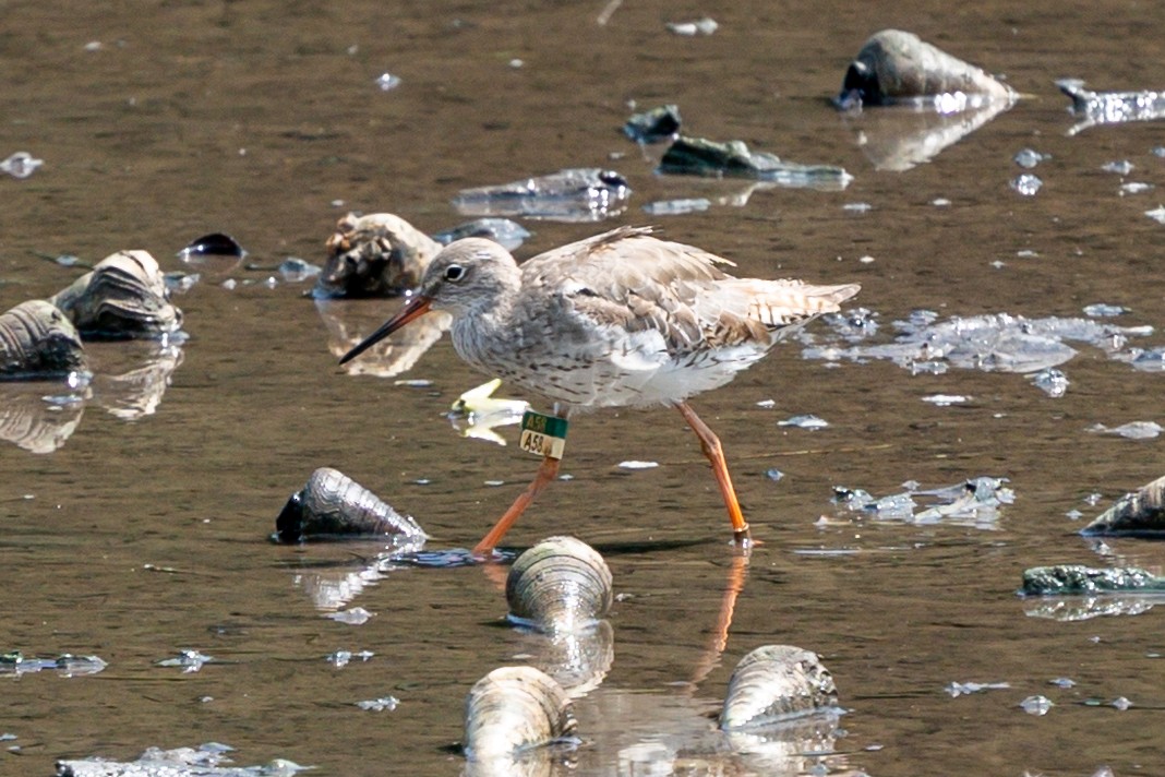 赤足鷸 - ML640015358