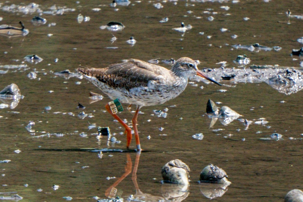 赤足鷸 - ML640015359